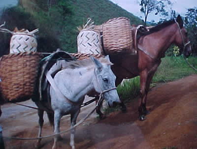 Construção da Escola - Imagem 1