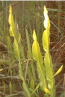 Imagem planta yaguarete caá Carqueja Bacharis Chispa