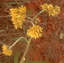 Imagem planta Yatei Caá Marcela Achircolina Alata